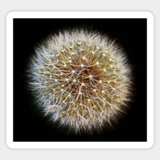 Dandelion Seed Head (2) Sticker